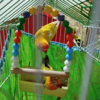 طوطی برزیلی|پرنده|تهران, شهمیرزادی|دیوار