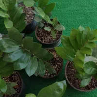 زاموفیلیا گل آپارتمانی|گل و گیاه طبیعی|شهریار, شهرک شاهد|دیوار