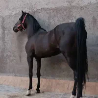 فروش انواع اسب،از اسب بارکش‌ تا اسب سواری دار