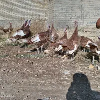 بوقلمون محلی