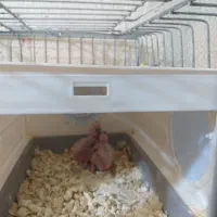 جوجه عروس هلندی