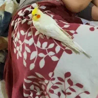 عروس هلندی نر بالغ