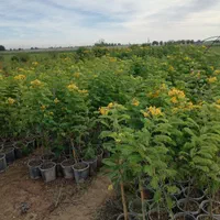 فروش انواع نهال|خدمات باغبانی و درختکاری|اهواز, زرگان|دیوار