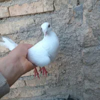 ی جفت کفتر|پرنده|چناران, |دیوار