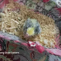 عروس هلندی|پرنده|قم, علی آباد سعدگان|دیوار