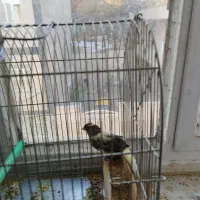 قناری مست|پرنده|سنندج, |دیوار