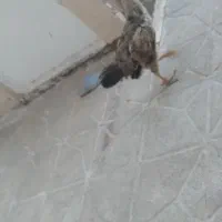 مرغ طاقچه