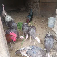 بوقلمون
