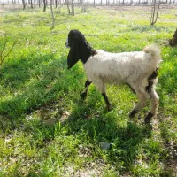 ۴عدد بزغاله فروشی قیمت مناسب