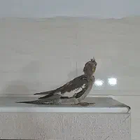 دوتا جوجه دستی و فنچ|پرنده|پاکدشت, خاتون آباد|دیوار