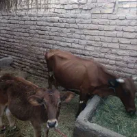 گاو جرسه|حیوانات مزرعه|بم, |دیوار