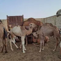 شیرشتر|خوردنی و آشامیدنی|قم, شاه سید علی|دیوار