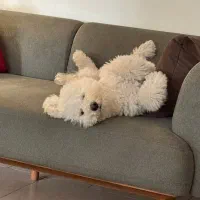 پودل واگذاری