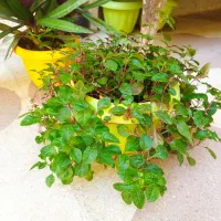 گلدان گل طبیعی سر سبزو شاداب.|گل و گیاه طبیعی|شیراز, رکنآباد|دیوار