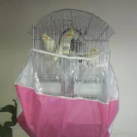 عروس هلندی لوتینو بالغ