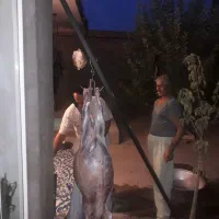 فروش گوسفند زنده