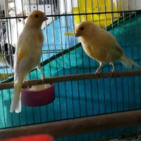 قناری|پرنده|سنندج, |دیوار