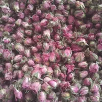 غنچه گل محمدی