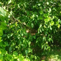 فروش باغ انگور و میوه|فروش دفتر صنعتی، کشاورزی، تجاری|ضیاء آباد, |دیوار