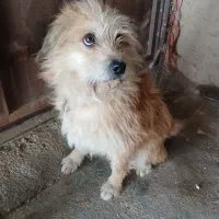 سگ شوتیز|سگ|کرفتو, |دیوار