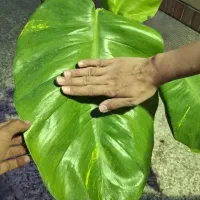 گل پتوس برگ پهن