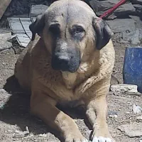 واگذاری ماده پژدر ماده سرابی