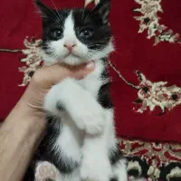 گربه ی نر دو سه ماهه