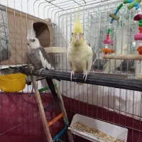 یک جفت عروس هلندی نر وات فیس|پرنده|الیگودرز, |دیوار