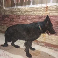 سگ شپربلک موبلند نر|سگ|تربتحیدریه, پائین ولایت|دیوار