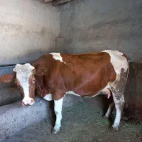 گاو وگوساله