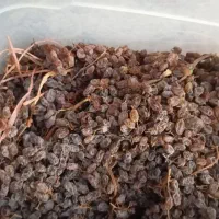 کشمش|خوردنی و آشامیدنی|اندیشه, اندیشه فاز ۲|دیوار