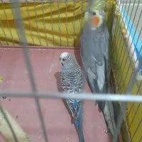 طوطی سینامون