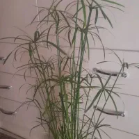 فروش نخل مرداب.کاکتوس.گل کاغذی.اشک تمساح|گل و گیاه طبیعی|کرمانشاه, |دیوار