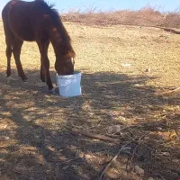 کره مادیون گمشده