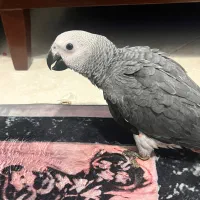 طوطی کاسکو دم قرمز|پرنده|بندرعباس, |دیوار