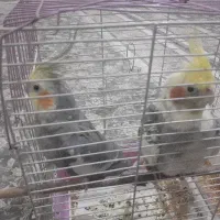 دو عدد عروس هلندی نر