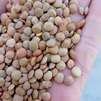 عدس|خوردنی و آشامیدنی|شیروان (خراسان), |دیوار