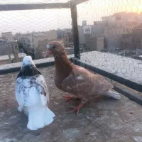 کبوتر گمشده