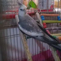 وایتفیس نرآماده