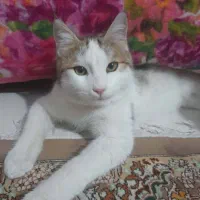 گربه خانگی|گربه|پردیس, فاز ۱۱|دیوار