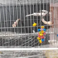 قناری نر|پرنده|بروجرد, |دیوار