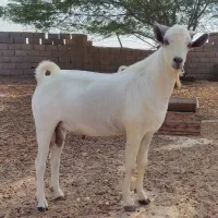 نری دورگ سومال داشتی و گوشتی|حیوانات مزرعه|بندر دیر, |دیوار