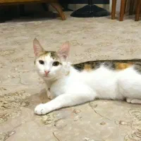 واگذاری. گربه.  ماده|گربه|گنبد کاووس, |دیوار