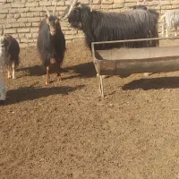 نربز|حیوانات مزرعه|جوادآباد, |دیوار