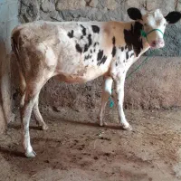 فروش یک راس گوساله ماده