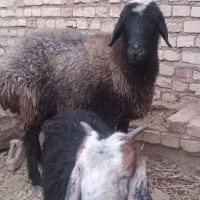 میش|حیوانات مزرعه|فردوس (خراسان), |دیوار