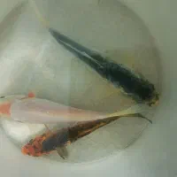 کوی سایز درشت