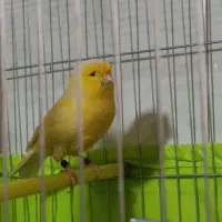 قناری گلاستر لیمویی بخون