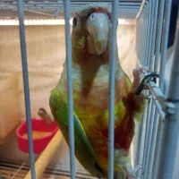 گرینچیک نر|پرنده|مشهد, محمدآباد|دیوار