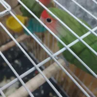 یک جفت طوطی سرحال زرنگ|پرنده|گلستان (تهران), |دیوار